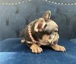 Small Photo #9 French Bulldog Puppy For Sale in JERSEY CITY, NJ, USA