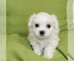 Maltese Puppy for sale in JUNIPER HILLS, CA, USA