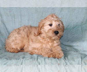 Cavalier King Charles Spaniel-Goldendoodle Mix Puppy for sale in SHILOH, OH, USA