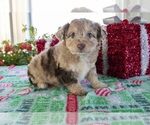 Small #1 Aussiedoodle Miniature 