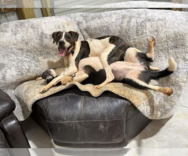 Medium Photo #7 Lab-Pointer Puppy For Sale in Rockaway, NJ, USA