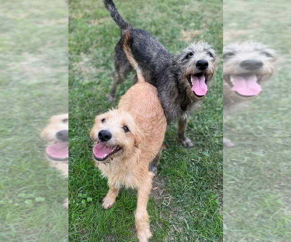 Medium Photo #3 Mutt Puppy For Sale in Conway, AR, USA