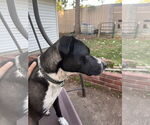 Small #3 American Pit Bull Terrier-Huskies  Mix