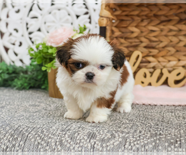 Medium Photo #7 Shih Tzu Puppy For Sale in SYRACUSE, IN, USA