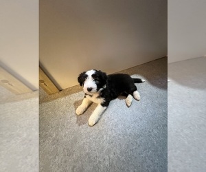 Bearded Collie Puppy for sale in NEW HYDE PARK, NY, USA