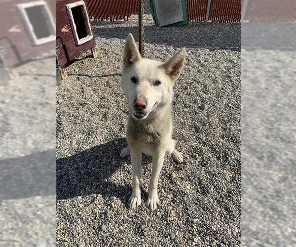 Medium Photo #1 Huskies -Siberian Husky Mix Puppy For Sale in Fairbanks, AK, USA