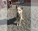 Small Huskies -Siberian Husky Mix