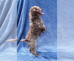 Small Photo #3 Poodle (Toy) Puppy For Sale in Spring Lake, NJ, USA
