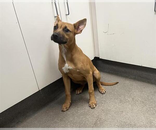 Medium Photo #1 Staffordshire Bull Terrier-Unknown Mix Puppy For Sale in HESPERIA, CA, USA