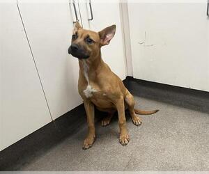 Staffordshire Bull Terrier-Unknown Mix Dogs for adoption in HESPERIA, CA, USA