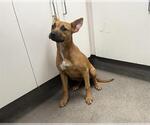 Small Staffordshire Bull Terrier Mix