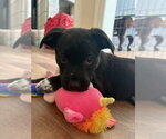 Small #1 American Staffordshire Terrier Mix