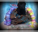 Small Photo #3 Labrador Retriever Puppy For Sale in BUMPASS, VA, USA