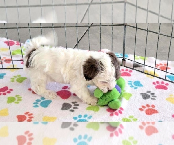 Medium Photo #7 Poovanese Puppy For Sale in ORO VALLEY, AZ, USA