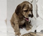 Small #3 English Cocker Spaniel