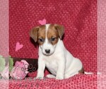 Small #3 Jack Russell Terrier