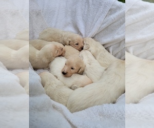 English Cream Golden Retriever-Poodle (Standard) Mix Puppy for sale in BATTLE GROUND, WA, USA