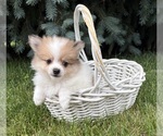 Small #2 Pomeranian