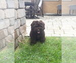 Small #1 Cockapoo