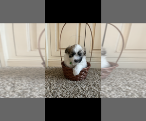 Maltipom-Zuchon Mix Puppy for sale in BELLEFONTE, PA, USA