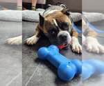 Small #15 Boxer