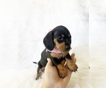 Small #3 Dachshund