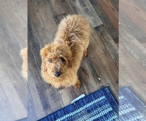 Goldendoodle (Miniature) Puppy for sale in ITASCA, TX, USA