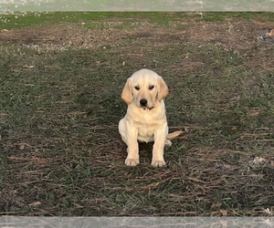 Golden Labrador Puppy for sale in MARKSVILLE, LA, USA