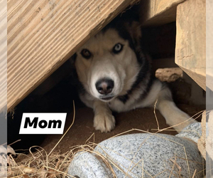 Mother of the Siberian Husky puppies born on 01/07/2020