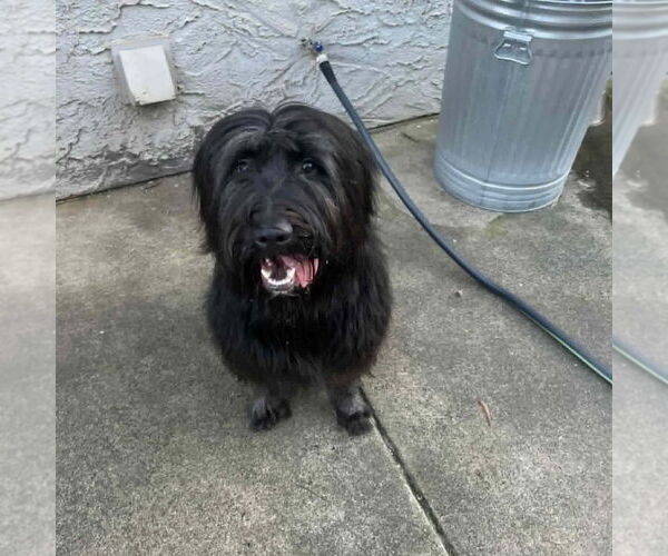 Medium Photo #1 Poodle (Standard)-Unknown Mix Puppy For Sale in Chico, CA, USA