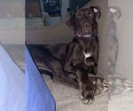Small #2 Great Dane