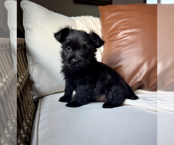Medium Photo #1 YorkiePoo Puppy For Sale in BREMEN, IN, USA
