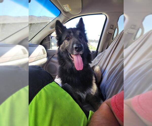 Medium Photo #1 German Shepherd Dog Puppy For Sale in San Antonio, TX, USA