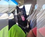 Small German Shepherd Dog