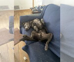 Small #7 Great Dane-Labrador Retriever Mix