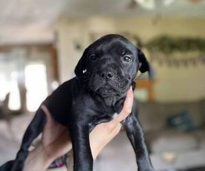 Bullypit-Labrador Retriever Mix Puppy for sale in LINCOLN, NE, USA
