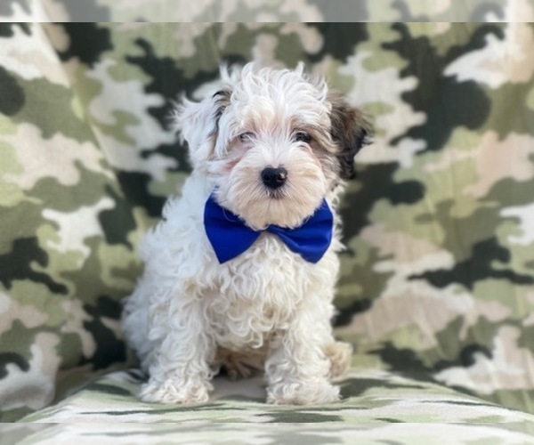 Medium Photo #19 Maltipoo Puppy For Sale in LAKELAND, FL, USA