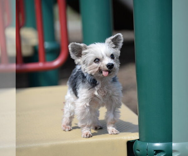 Medium Photo #16 Mutt Puppy For Sale in Gretna, NE, USA