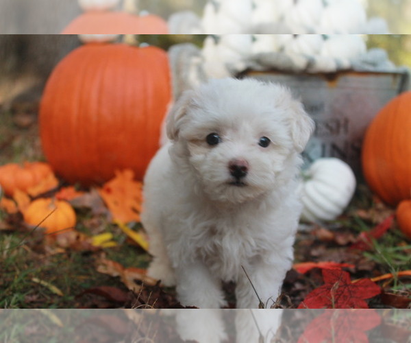 Medium Photo #2 Maltipoo Puppy For Sale in MIDDLESEX, NC, USA