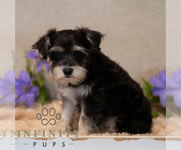 Medium Photo #2 Schnauzer (Miniature) Puppy For Sale in MIFFLINBURG, PA, USA