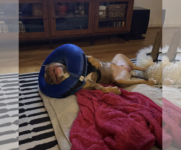 Medium Photo #4 American Staffordshire Terrier Puppy For Sale in Arlington, VA, USA