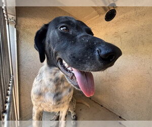 Pointer-Unknown Mix Dogs for adoption in Oklahoma City, OK, USA