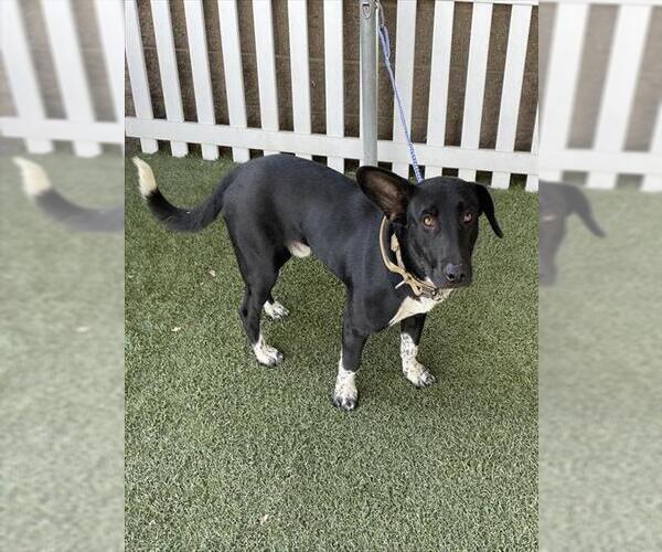 Medium Photo #1 Labrador Retriever-Unknown Mix Puppy For Sale in Modesto, CA, USA