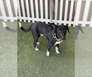 Medium Labrador Retriever Mix