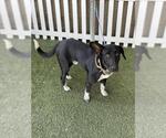 Small Labrador Retriever Mix
