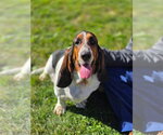 Small Photo #3 Basset Hound Puppy For Sale in Brookville, OH, USA