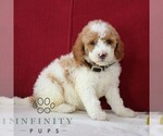 Small #5 Goldendoodle