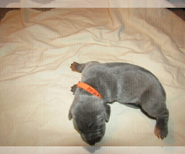 Medium Photo #2 Weimaraner Puppy For Sale in LAS ANIMAS, CO, USA