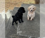 Small Photo #12 Poodle (Standard) Puppy For Sale in DAYTON, ID, USA
