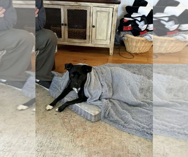 Medium Photo #2 Mutt Puppy For Sale in Rockaway, NJ, USA